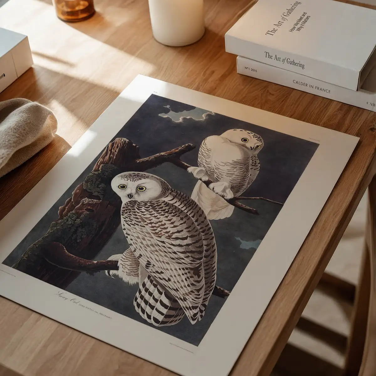 Snowy Owl Vintage Antique Bird Print
