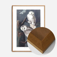 Snowy Owl Vintage Antique Bird Print