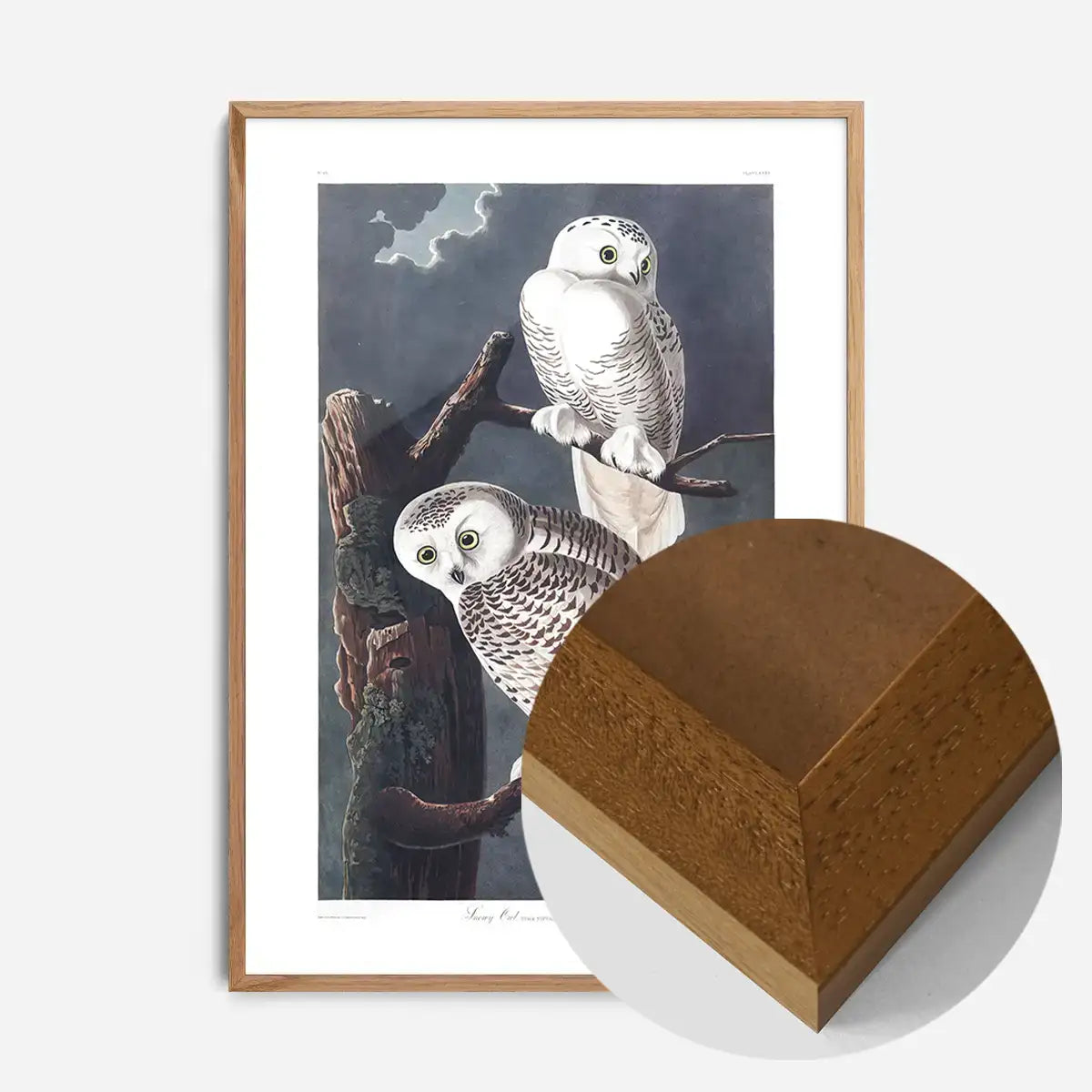 Snowy Owl Vintage Antique Bird Print