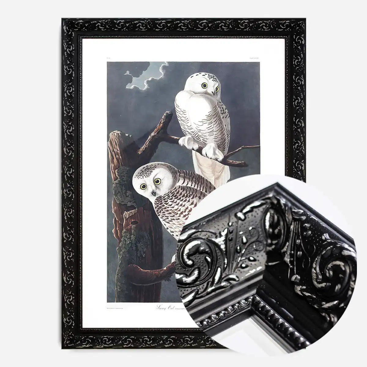 Snowy Owl Vintage Antique Bird Print