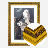 Snowy Owl Vintage Antique Bird Print