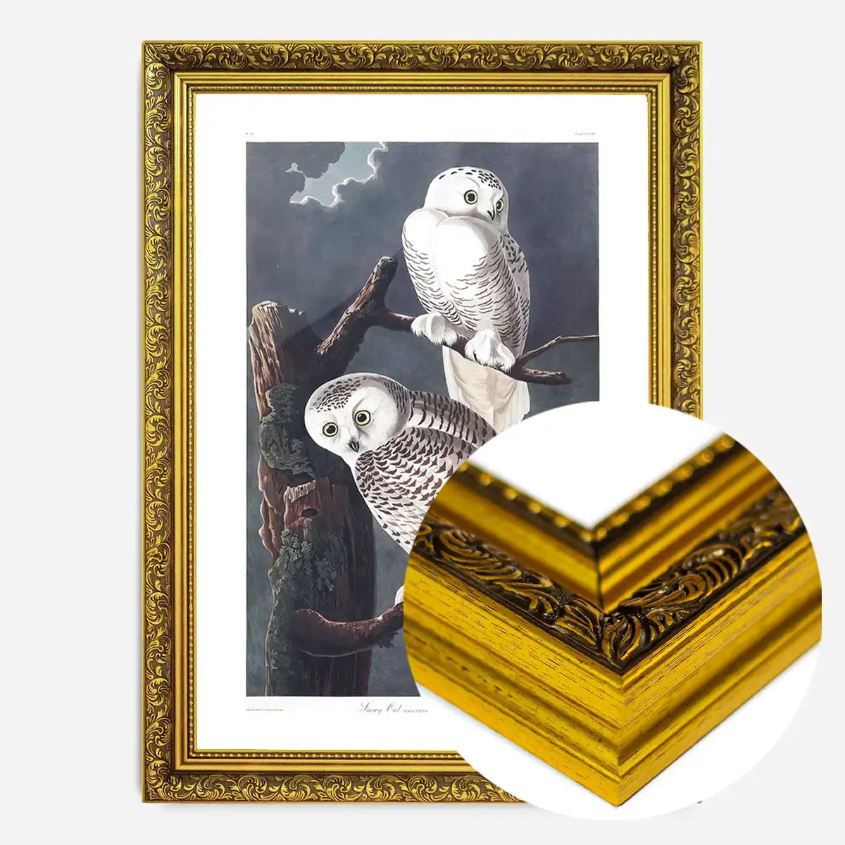 Snowy Owl Vintage Antique Bird Print