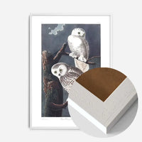 Snowy Owl Vintage Antique Bird Print