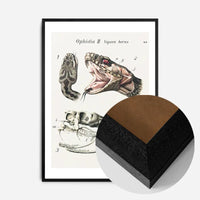 Vintage Snake Illustration Print