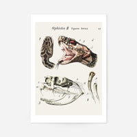 Vintage Snake Illustration Print