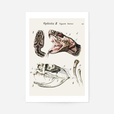 Vintage Snake Illustration Print