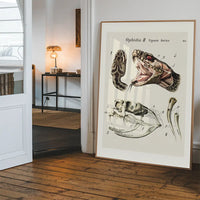 Vintage Snake Illustration Print