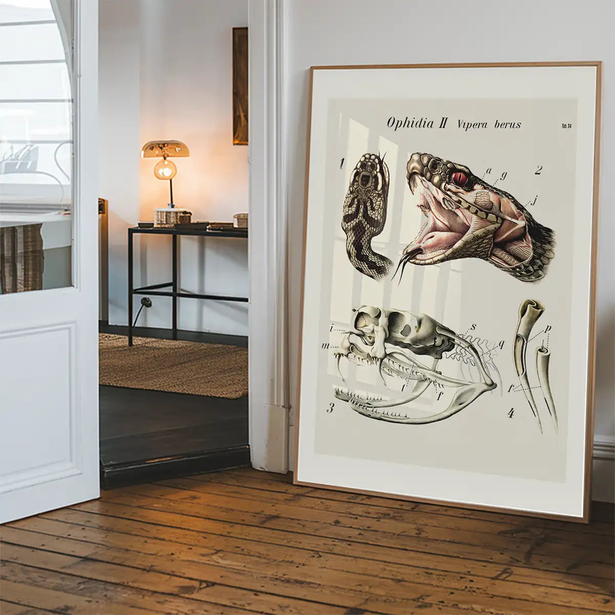 Vintage Snake Illustration Print