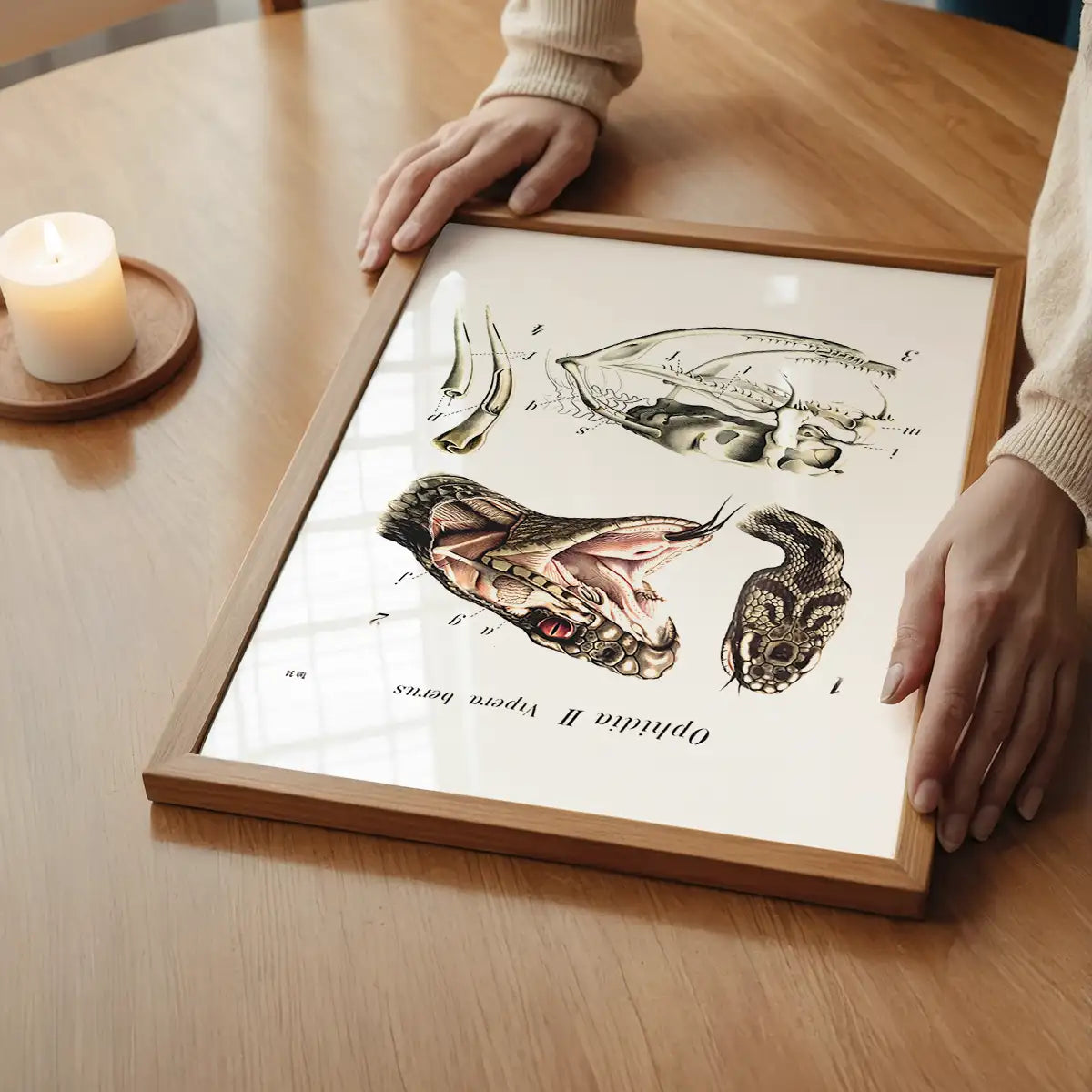 Vintage Snake Illustration Print
