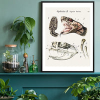 Vintage Snake Illustration Print