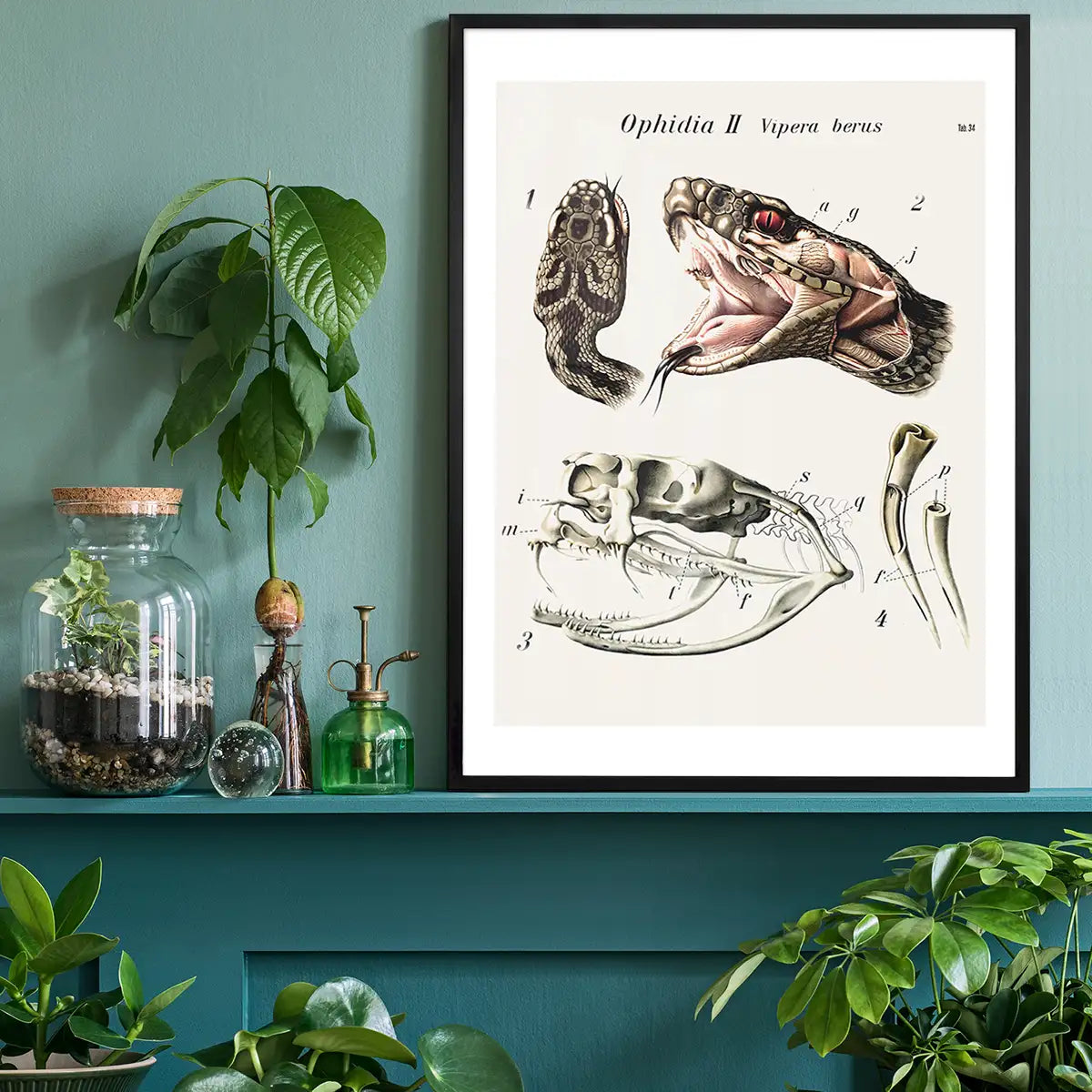 Vintage Snake Illustration Print
