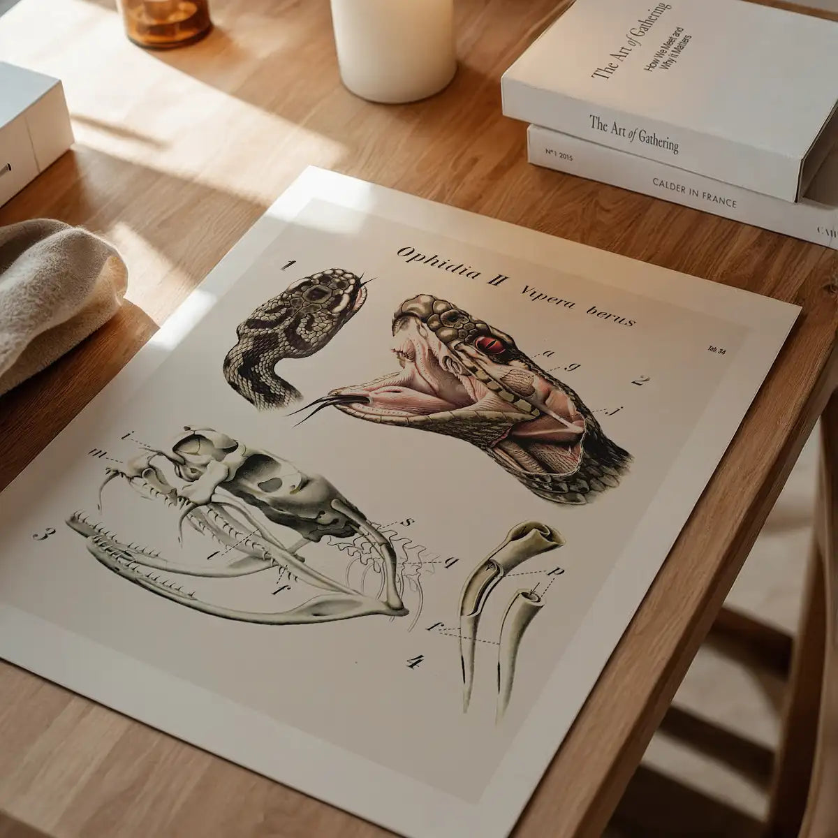 Vintage Snake Illustration Print