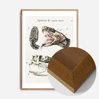 Vintage Snake Illustration Print