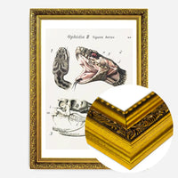 Vintage Snake Illustration Print