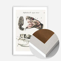Vintage Snake Illustration Print