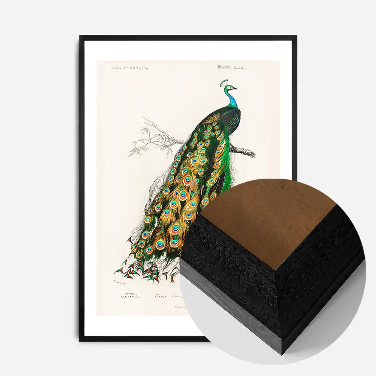 Peacock Vintage Bird Print