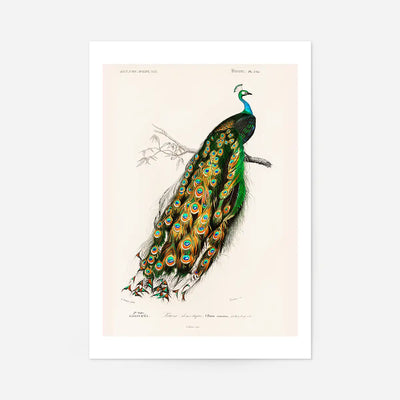 Peacock Vintage Bird Print