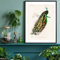 Peacock Vintage Bird Print