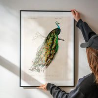 Peacock Vintage Bird Print