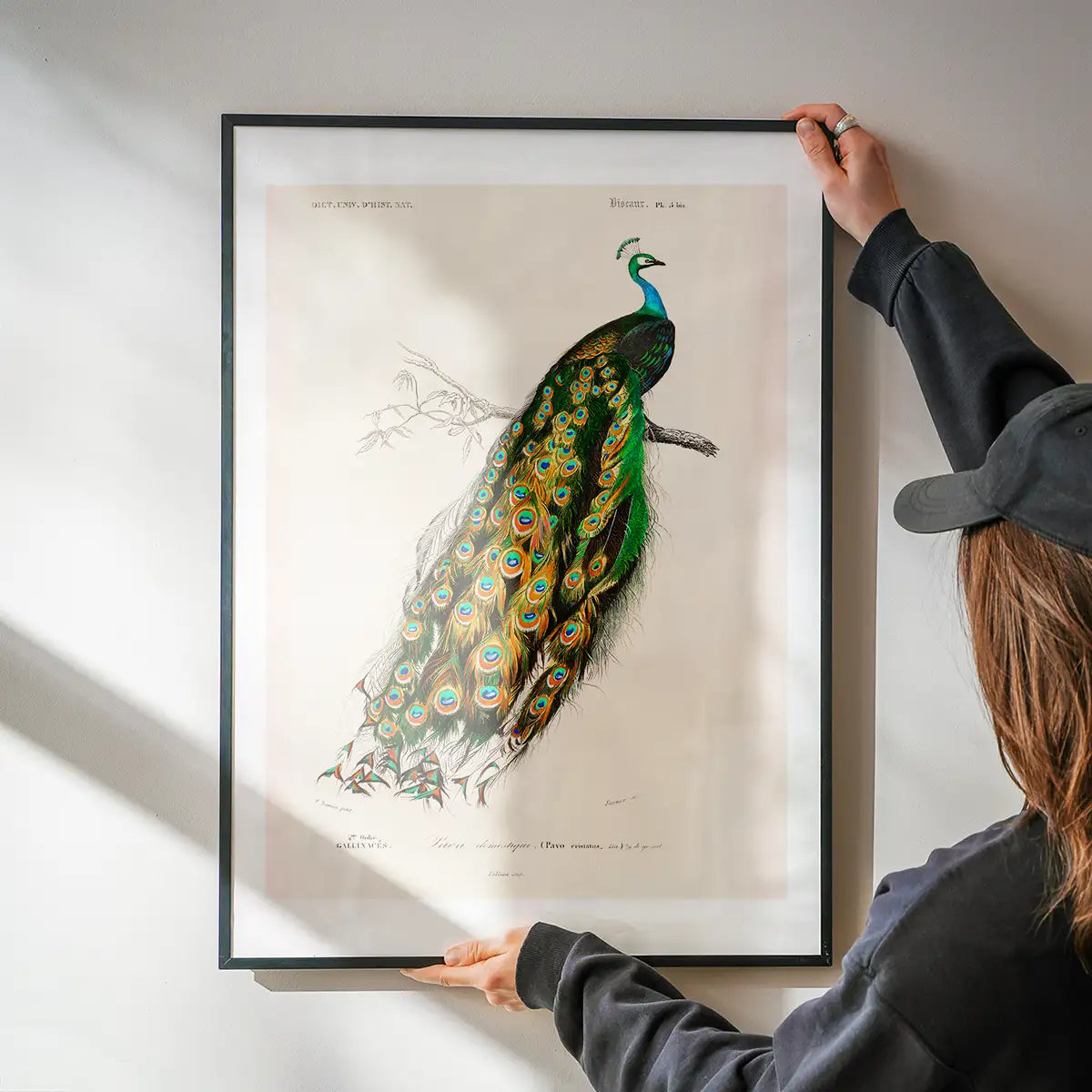 Peacock Vintage Bird Print
