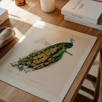 Peacock Vintage Bird Print