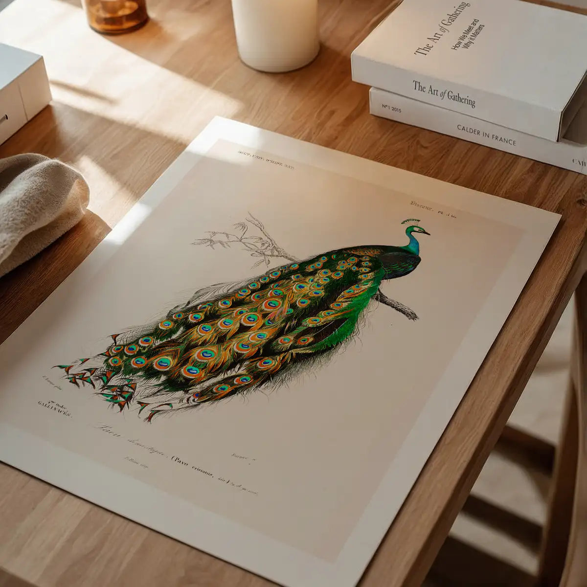 Peacock Vintage Bird Print