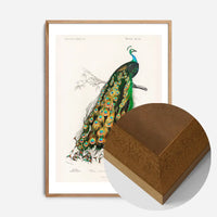 Peacock Vintage Bird Print