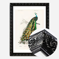 Peacock Vintage Bird Print