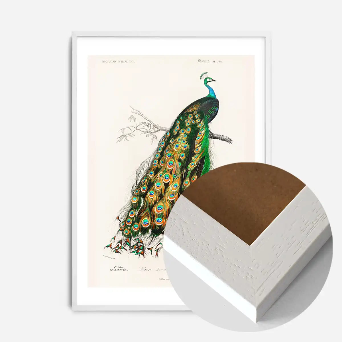 Peacock Vintage Bird Print