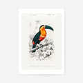 Print Only