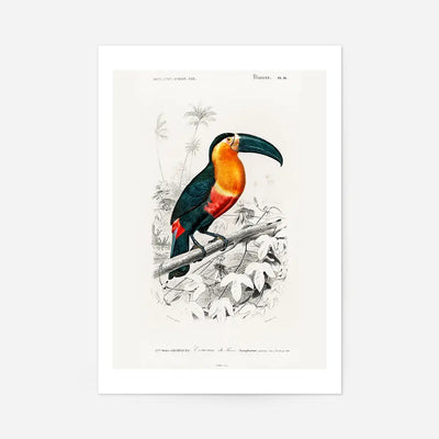 Toucan Vintage Bird Print