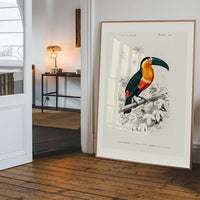 Toucan Vintage Bird Print