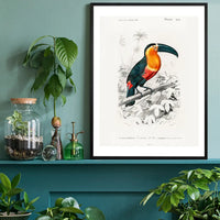 Toucan Vintage Bird Print