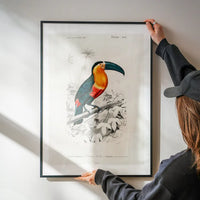 Toucan Vintage Bird Print