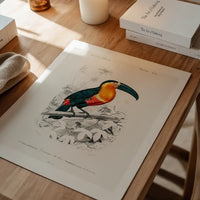 Toucan Vintage Bird Print