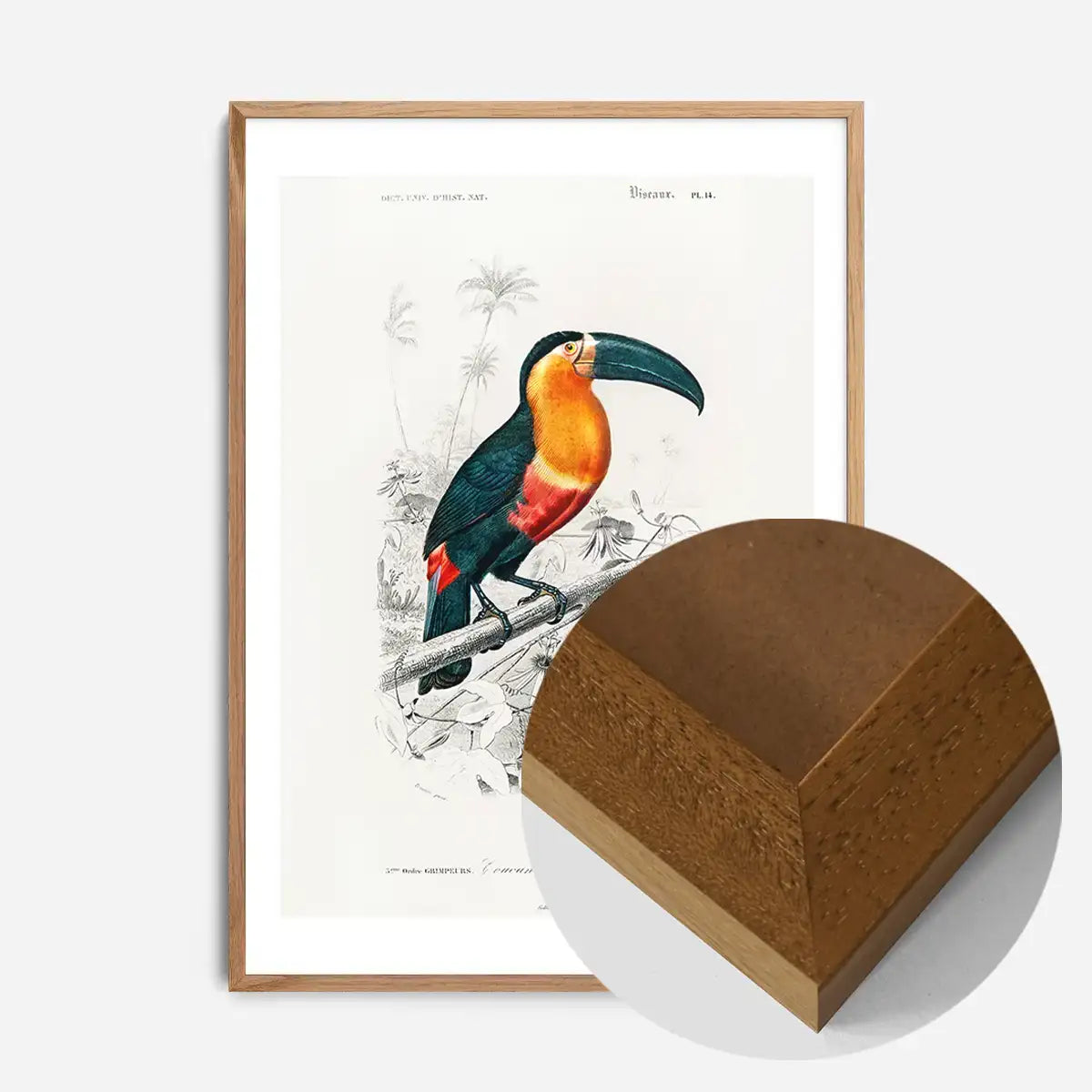 Toucan Vintage Bird Print