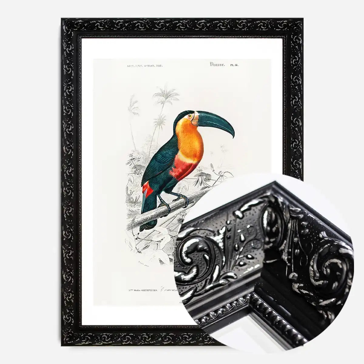 Toucan Vintage Bird Print