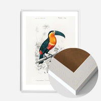 Toucan Vintage Bird Print