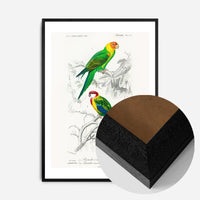 Parakeets Vintage Bird Print