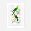 Parakeets Vintage Bird Print