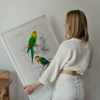 Parakeets Vintage Bird Print
