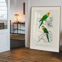 Parakeets Vintage Bird Print