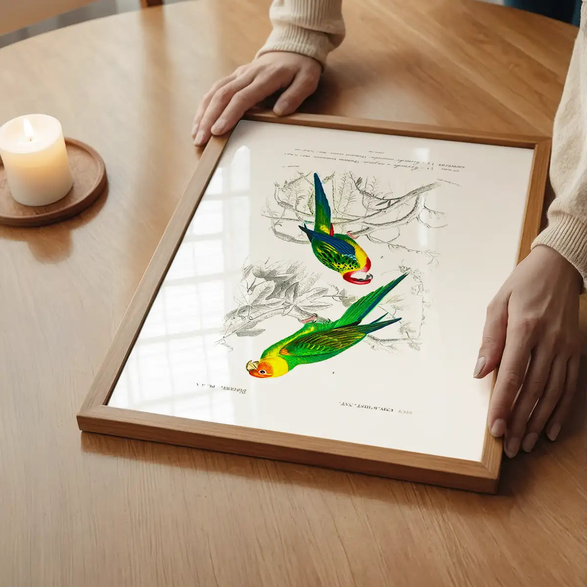 Parakeets Vintage Bird Print