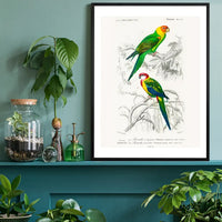 Parakeets Vintage Bird Print