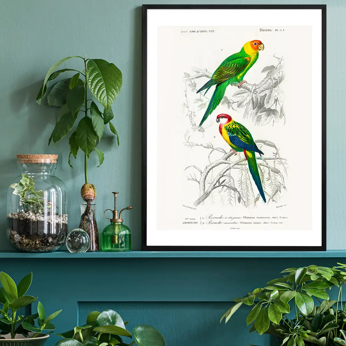 Parakeets Vintage Bird Print