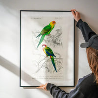 Parakeets Vintage Bird Print