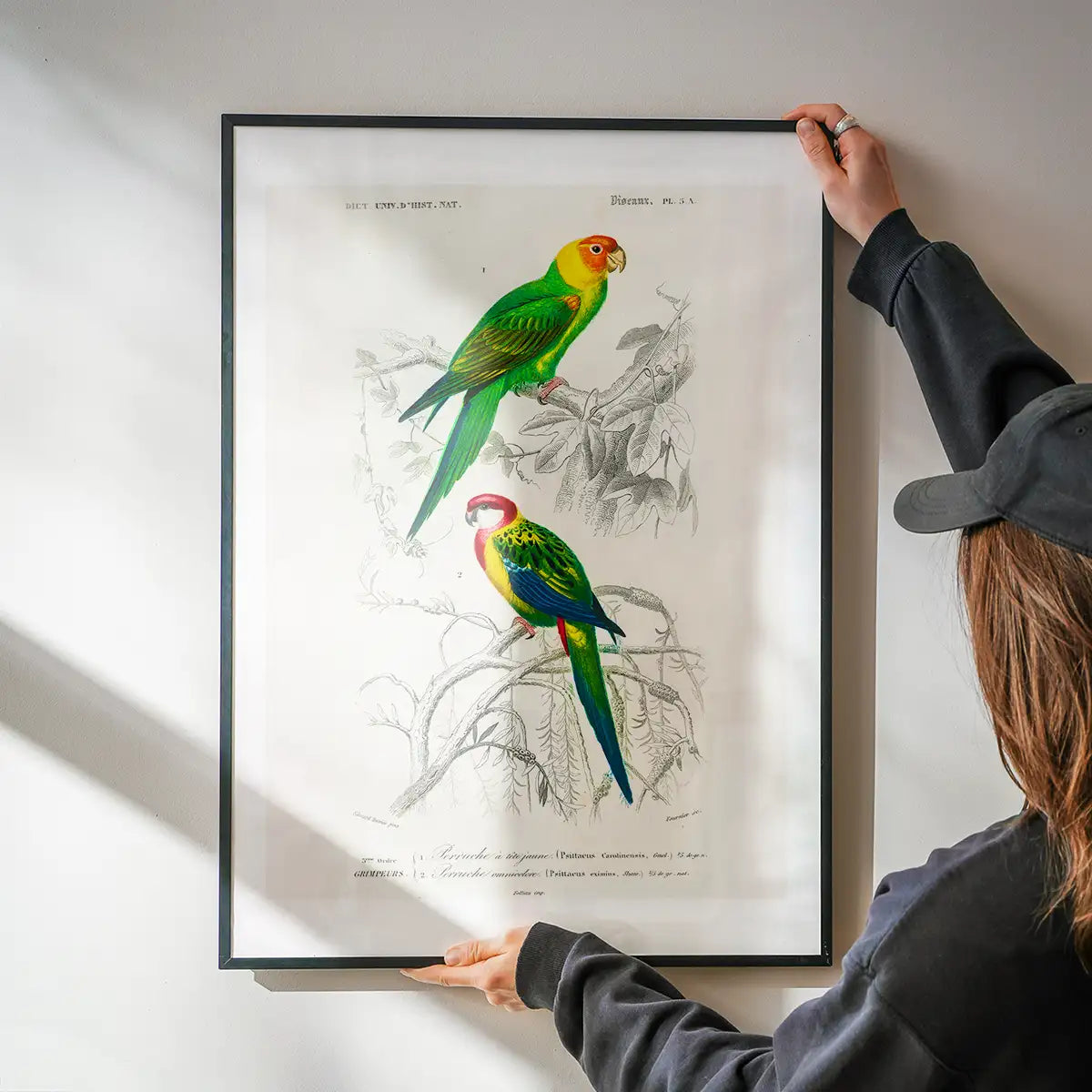 Parakeets Vintage Bird Print