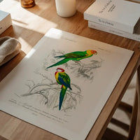 Parakeets Vintage Bird Print