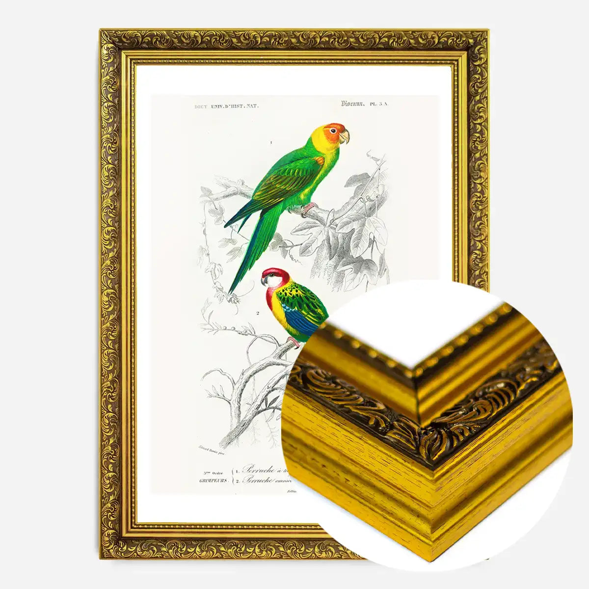 Parakeets Vintage Bird Print