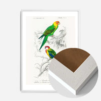 Parakeets Vintage Bird Print